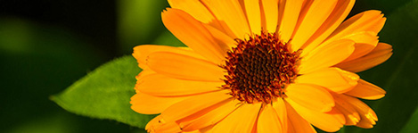 wedding flowers villa sao paulo