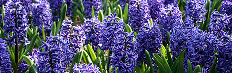 wedding flower villa sao paulo