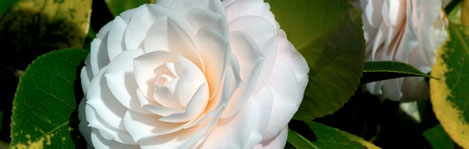 wedding flower villa sao paulo