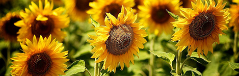 wedding flowers villa sao paulo